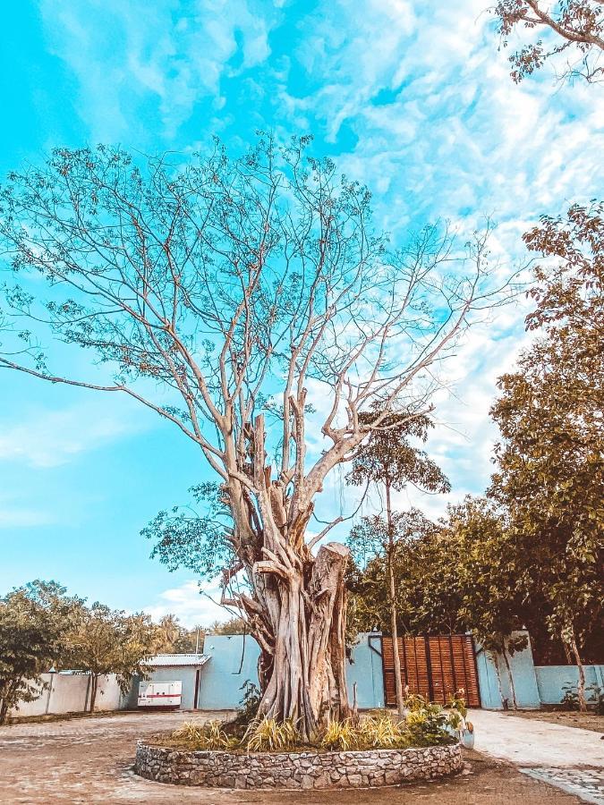 Nivadoo Resort Сігірія Екстер'єр фото The tree in 2019